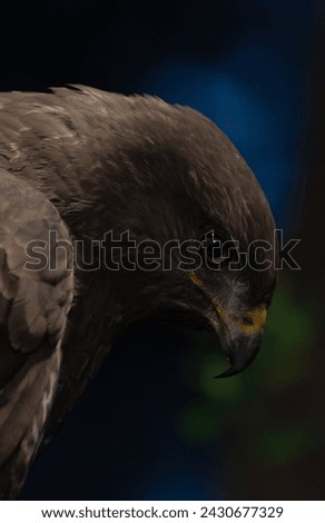 Common buzzard close up portrait