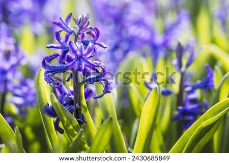Bulb production on a farm in Holland, Netherlands, Dutch country business greenhouses and field of Hyacinth. Spring in Netherlands