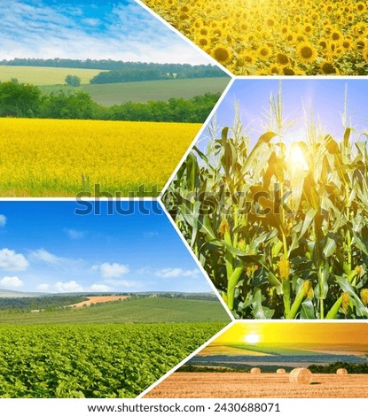 Agricultural fields and blue sky. Photo collage.