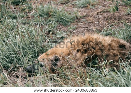 Spotted hyena lies, resting in green grass, animal in natural habitat, wildlife South Africa. Kruger National Park safari. African wild nature 
