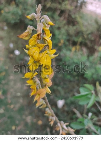 Crotalaria is a genus of flowering plants in the family Fabaceae commonly known as rattlepods.