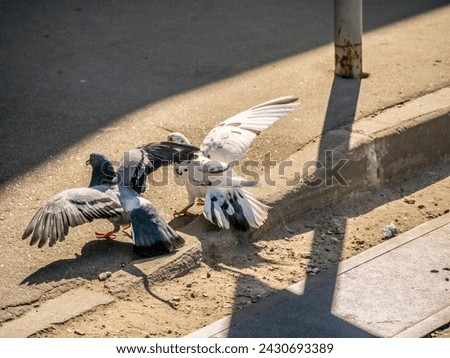 Birds fighting over food on the street