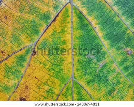 Teak leaves are green and yellow and have a texture like veins