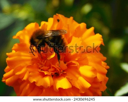 Close up macro photo of a bee on the orange color flower