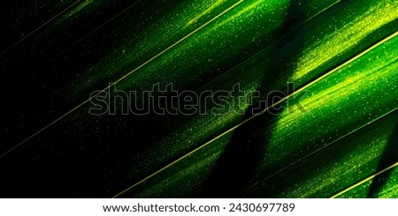 leave tropics pattern green palm leaf