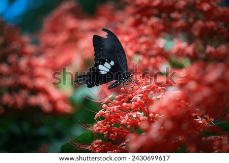 selective focus beautiful butterfly black and white amazing pattern beautiful in a grove of red flowers