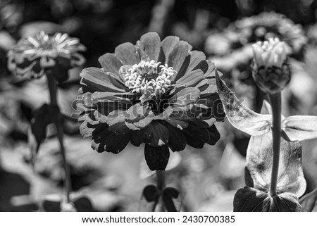 Beautiful wild growing flower zinnia elegans on background meadow, photo consisting from wild growing flower zinnia elegans to grass meadow, wild growing flower zinnia elegans at meadow countryside