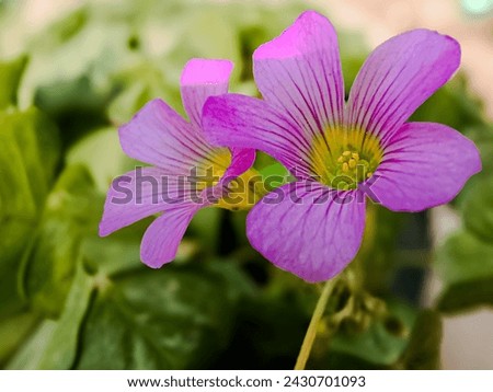 Oxalis debilis, the large-flowered pink-sorrel
Its original distribution is South America but has become a very cosmopolitan species, occurring in all continents except Antarctica,,,,
