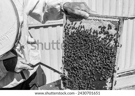 Winged bee slowly flies to beekeeper collect nectar on private apiary from live flowers, apiary consisting of village beekeeper, floret dust on bee legs, beekeeper for bees on background large apiary