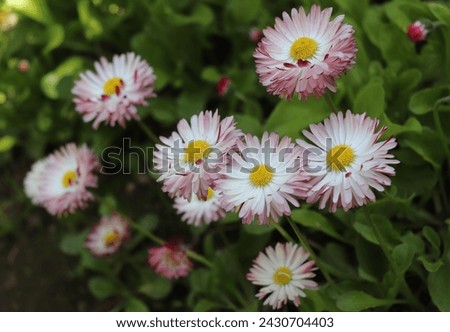 White and pink color Marguerite Mrs. Zosya flowers in a garden in June 2023