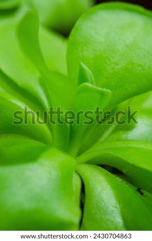 insectivorous plant pinguicula macro closeup Royalty-Free Stock Photo #2430704863