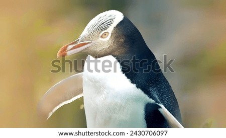 
Close-up of a penguin 1