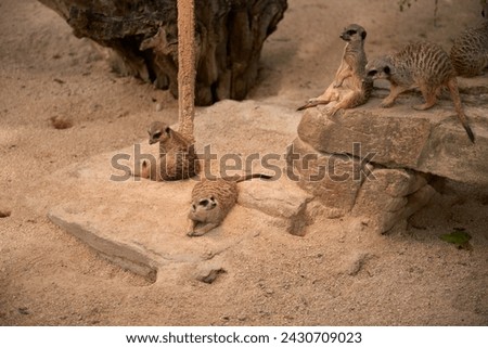 Meerkats' Oasis in the Heart of the Zoo. Enchanting Meerkats. Zoo Marvels: Enchanting Meerkats in Captivity. Playful Meerkats Thriving in the Zoo Environment. Zoo Delights: Up-Close Encounters with