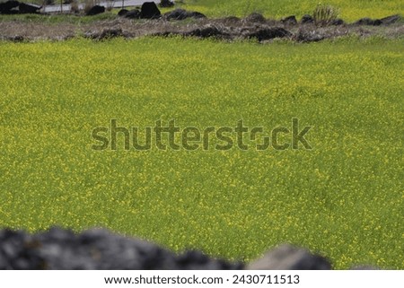 A picturesque picture of yellow rape flowers
The basket is filled with basalt, a symbol of Jeju.
