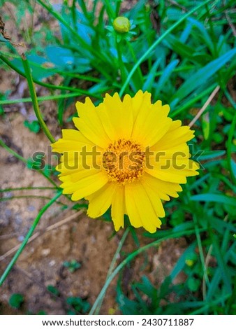 This is a picture of a beautiful natural flower