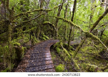 The secluded Creepy Crawly Trail and landscape on a cool summer afternoon in Southwest National Park, Tasmania, Australia Royalty-Free Stock Photo #2430713823