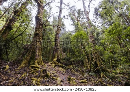 The secluded Creepy Crawly Trail and landscape on a cool summer afternoon in Southwest National Park, Tasmania, Australia Royalty-Free Stock Photo #2430713825