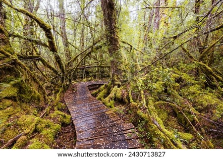 The secluded Creepy Crawly Trail and landscape on a cool summer afternoon in Southwest National Park, Tasmania, Australia Royalty-Free Stock Photo #2430713827