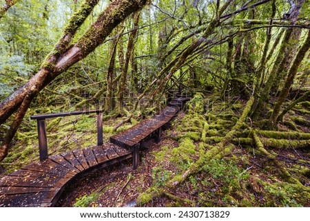 The secluded Creepy Crawly Trail and landscape on a cool summer afternoon in Southwest National Park, Tasmania, Australia Royalty-Free Stock Photo #2430713829