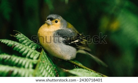 Madeiran chaffinch, Fringilla coelebs maderensis, close up, colorful male, isolated small passerine perched on mossy twig against dark background. Bird endemic to the Portuguese island of Madeira Royalty-Free Stock Photo #2430718401