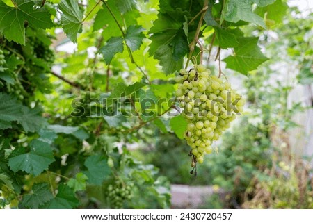  White grapes in a greenhouse background. Grapevine in greenhouse. Unripe green grapes. Leaves and green bunches of grapes. Green background. Royalty-Free Stock Photo #2430720457