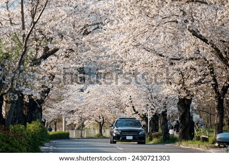 Perspective view of a road under the archway of Sakura trees on a beautiful spring day, in Nagatoro 長瀞, Chichibu area, Saitama, Japan. Hanami (admiring cherry blossoms) is a popular activity in Japan Royalty-Free Stock Photo #2430721303