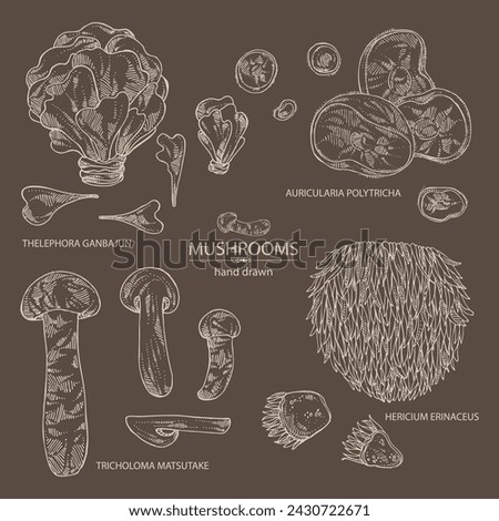 Collection of mushroom:  thelephora ganbajun, tricholoma matsutake, hericium erinaceus and auricularia polytricha. Vector hand drawn illustration Royalty-Free Stock Photo #2430722671