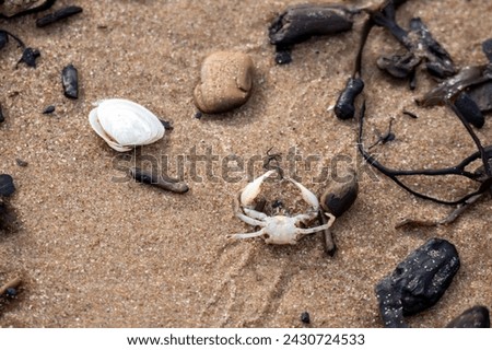 Various pieces of wood washed up and a white crab on brown sand