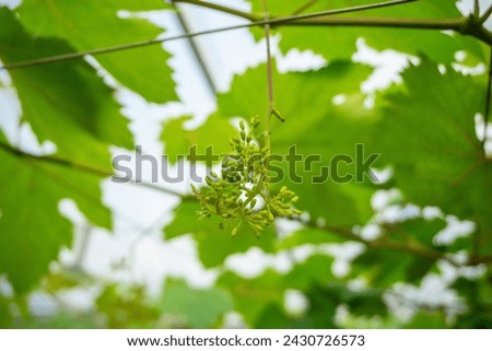 Bunches of green grapes hang on the tree, warm. Immature grapes with green leaves. Nature background with Vineyard. Grape concept
