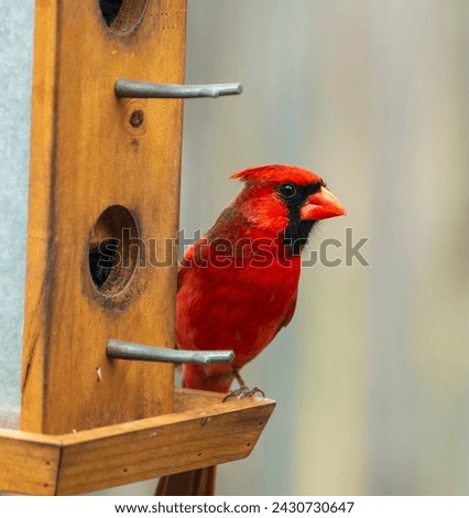 Red Northern Cardinal sitting on a wooden bird feeder. Royalty-Free Stock Photo #2430730647