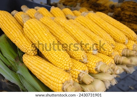 Freshly steamed corn on the cob served on a street shop display. Picture of cooked corncob. Cobs of cooked corn. Boiled corn on the cob. Nobody, close up
