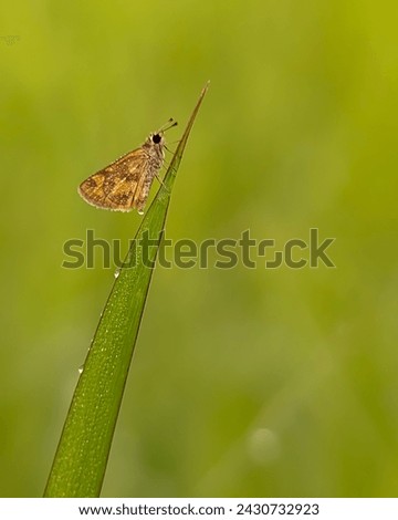 Skipper Butterflies are perched and resting on grass wet with morning dew on a natural green background 