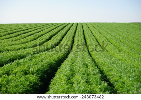 Rows on the carrot field Royalty-Free Stock Photo #243073462