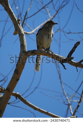 small bird known as a Chalk-browed mockingbird sits in a tree