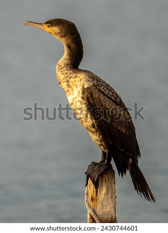 Cormorant drying its feathers on the perch