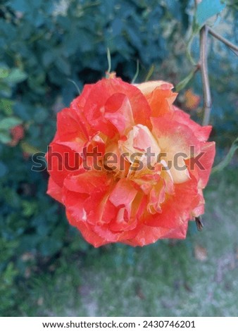 Beautiful roses od different color. Red rose, yellow rose and pink rose. natural and raw picture