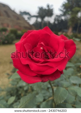 Beautiful roses od different color. Red rose, yellow rose and pink rose. natural and raw picture