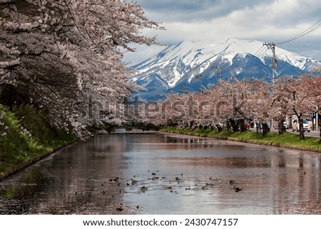 Beautiful Cherry Blossom around a small river with huge, snowcapped volcano behind Royalty-Free Stock Photo #2430747157