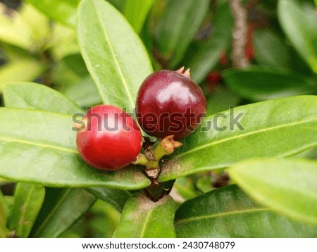 the fruit of the ornamental soka flower which looks delicious but is not edible Royalty-Free Stock Photo #2430748079