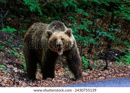 An angry brown bear in the forest near the road Royalty-Free Stock Photo #2430755139
