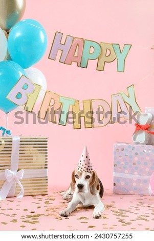 Cute Beagle dog with birthday hat, gifts and air balloons on pink background