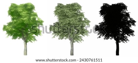Set or collection of Kermes Oak trees, painted, natural and as a black silhouette on white background. Concept or conceptual 3d illustration for nature, ecology and conservation, strength, beauty