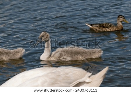 grey chicks of the white sibilant swan with grey down, young small swans with adult swans parents Royalty-Free Stock Photo #2430763111