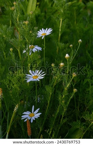 Tripleurospermum maritimum Matricaria maritima is a species of flowering plant in the aster family commonly known as false mayweed or sea mayweed. Royalty-Free Stock Photo #2430769753