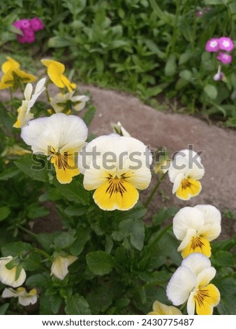 Yellow pansies: petite, cheerful flowers with velvety petals and contrasting dark centers. They bloom profusely, adding vibrant splashes of color to gardens and containers, symbolizing happiness 