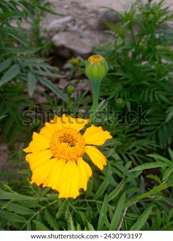 Yellow Flowers blooming  Nature flowers pictures 