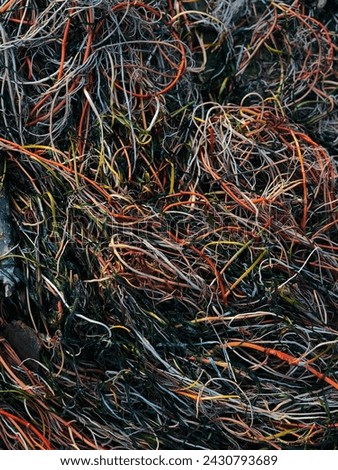 A tangle of algae that look like cables Royalty-Free Stock Photo #2430793689