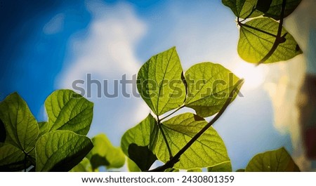 Enhance the ambiance of any room with our stunning plant photo featuring the sun shining through the leaves, creating a warm and inviting atmosphere. 