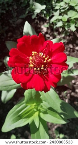 Beautiful red flower Zinnia elegans in the morning. Is an annual flowering plant in the family Asteraceae. 