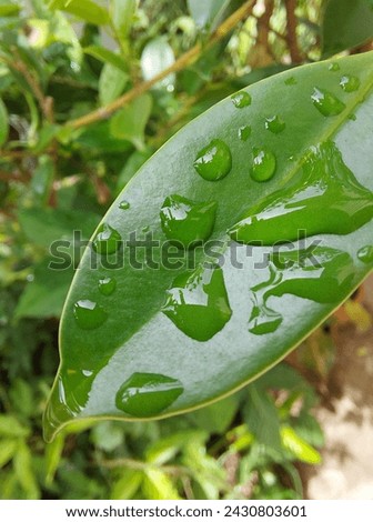 Picture of leaves soaked with rainwater after a heavy rain.